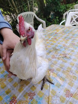 Prodám kohouta - 8