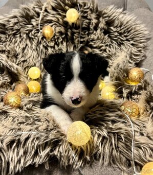 Border Kolie s PP - 8