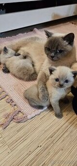 Britská koťátka colorpoit - 8