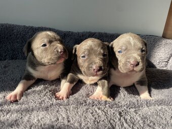 American Bully x Staford - 8