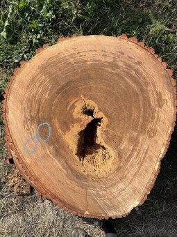 Dubové koláče - 8