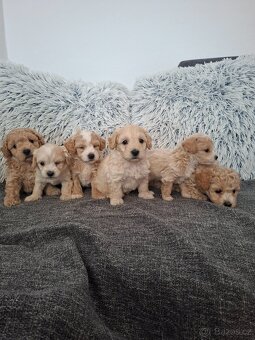 Maltipoo - 8