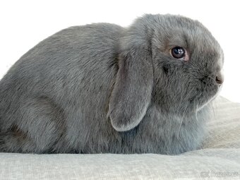 Samička Zakrslý Beránek MiniLop ❤️❤️ - 8