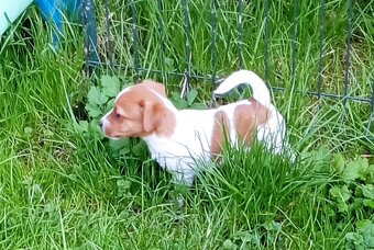 Jack russell terier krásný hnědobílý pejsek - 8