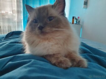 Ragdoll krytí - 8
