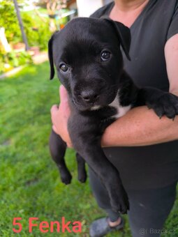 Štěňátka stafordšírskýho teriéra (amstaff) - 8