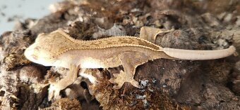 Pagekon řasnatý mláďata Correlophus ciliatus - 8