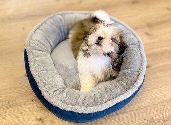 nejmilejší Shih-Tzu štěňátka - 8
