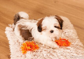 nejmilejší Shih-Tzu štěňátka - 8