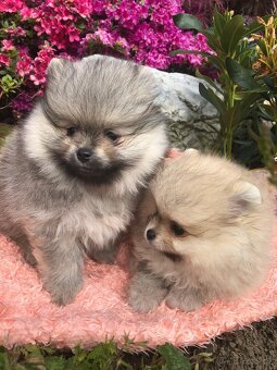 Pomeranian s p.p - 8