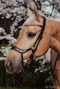 Klisna Rosa Kinská – krásná palomino - 8