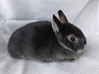 Zakrslí beránci a bílopesíkatí králíčci s rodokmenem - 8