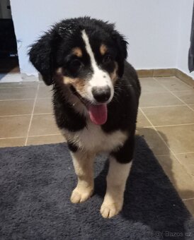 Australský ovčák bez PP - 8