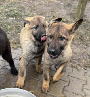 Štěňata německého ovčáka - 8