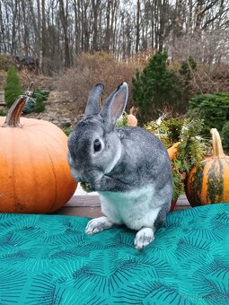 Zakrslý činčilový rex s PP - 8