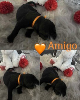 Cane corso - 8