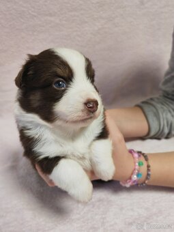 Štěňata Miniaturní americký ovčák s PP - 8