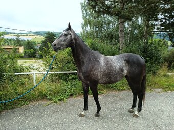 A1/1 7letý valach - 8