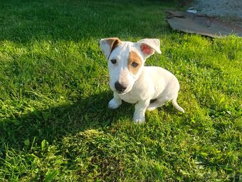 prodám štěňata Jack Russell teriéra-jrt - 8