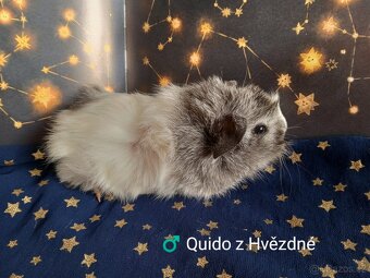 Morčátka CHS Z Hvězdné Liberec - 8