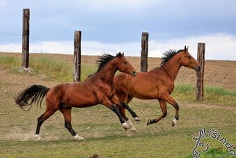 Ustájení Písek - 8