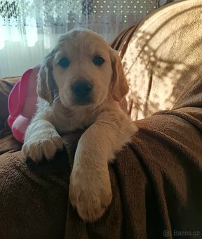 Zlatý retriever, zlatý retrívr - štěňata - 8