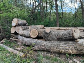 Topol (měkké dřevo) -  velké zajímavé kusy - 8