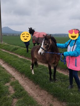 Welsh Moutain Pony kobylka s atraktivním zbarvením - 8