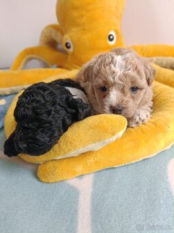 bischpoo ,,, toy pudl - 8