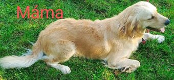 Zlatý retrívr / retriever bez pp - 8