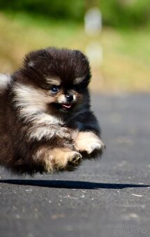 Pomeranian - 8