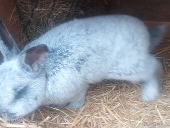 Prodám samce králíka VSS - 8