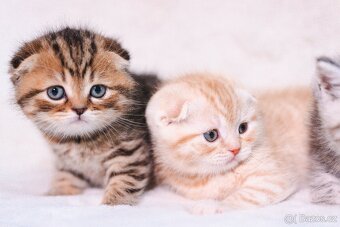 Scottish Fold a Scottish Straight - 8
