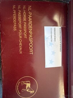 Prodám klisnu Irský cob - Quentina Vrbická IV - 8