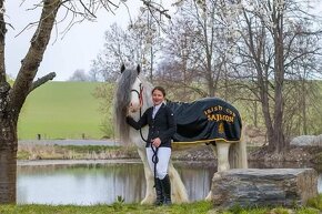 Drum horse hřebec, matka Shire horse, otec irský cob - 8