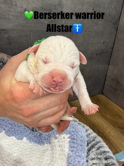 American bully XL/XXL s PP - 8