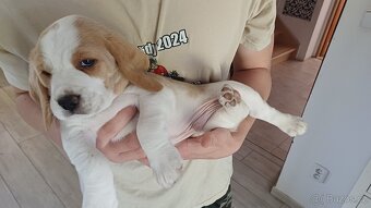 Štěně bígla s PP - kluk bicolor - 8