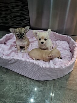 Čivava Mini Fenečky - 8