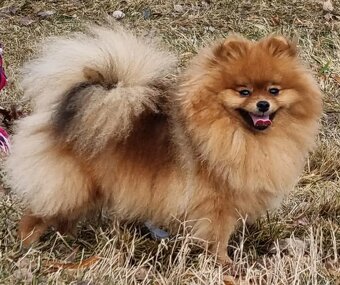 Německý špic trpasličí/Pomeranian 3 kluci - 8