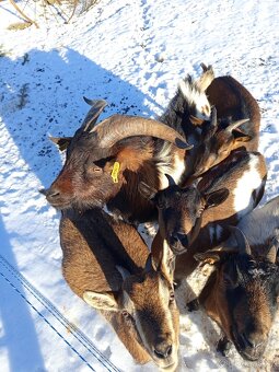 HOLANDSKÁ ZAKRSLÁ KOZA KOZEL - 8