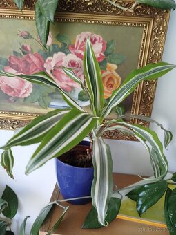 Pokojové rostliny - 8