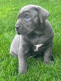 Cane Corso s PP - 8