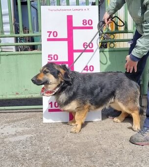 Bakara hledá domov - 8