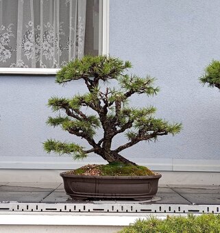 Borovice lesní (Pinus sylvestris) bonsai - 8