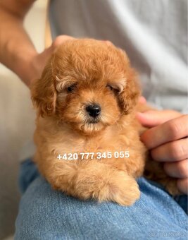 Štěňátko chlapeček Maltipoo - 8