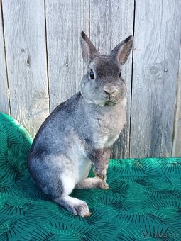 Zakrslý REX činčilový oceněná mláďata - 8