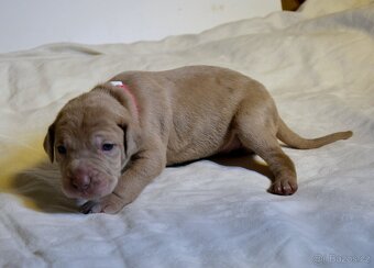 Louisianský leopardí pes s PP - 8