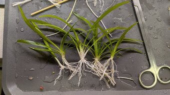 Prostřih akvarijních rostlin - 8