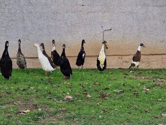 Indický běžec - 8