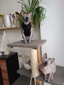 Kanadský sphynx - 8